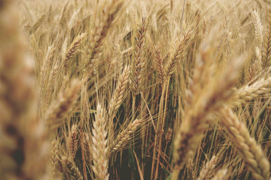 What is Wheat Germ?