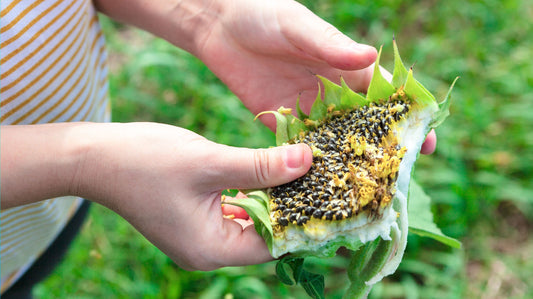 The Difference Between Certified Organic & 100% All-Natural Sunflower Lecithin