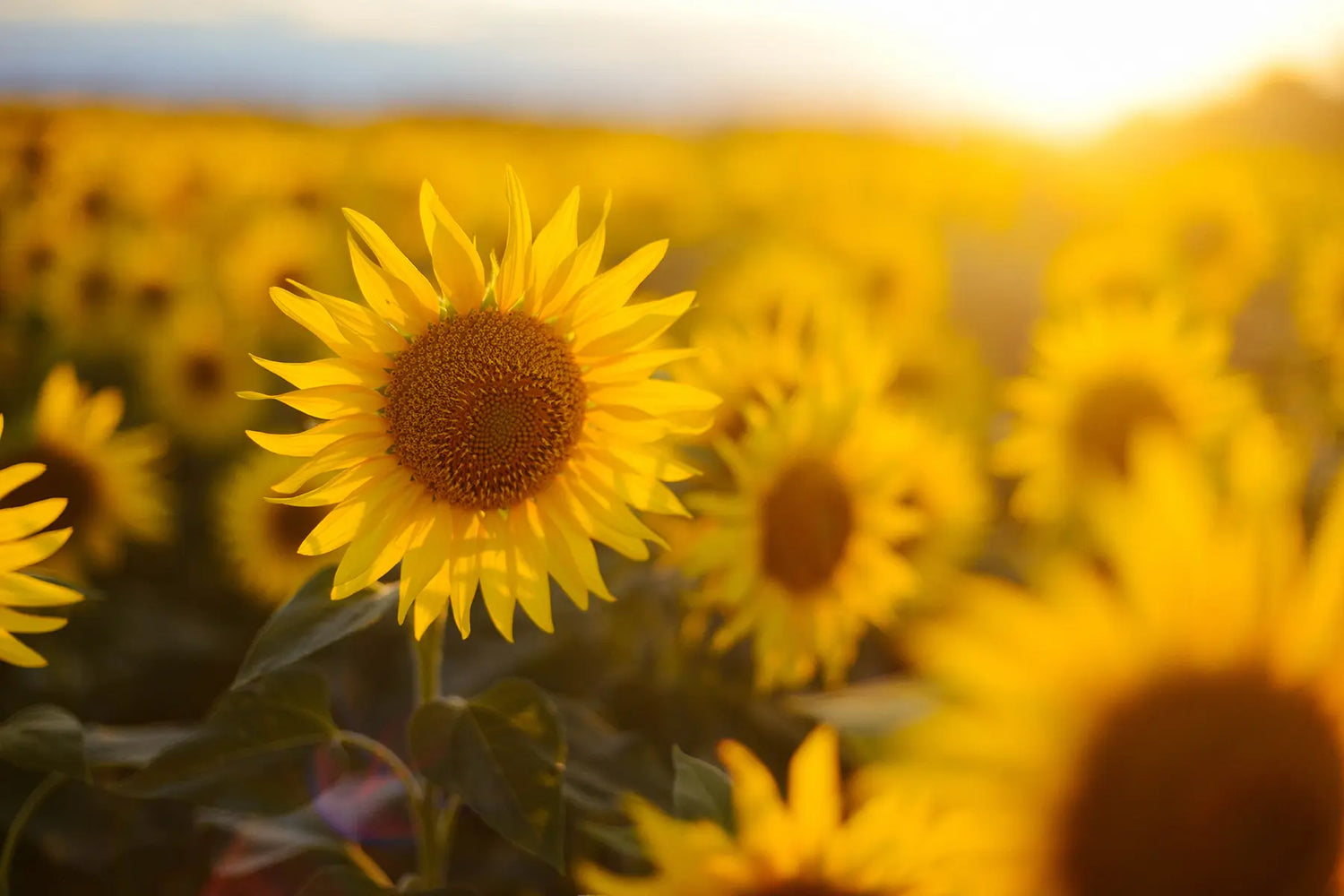 About Sunflower Lecithin